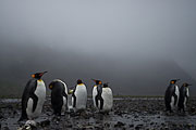 Picture 'Ant1_1_00715 Aptenodytes Patagonicus, King Penguin, Penguin, Antarctica and sub-Antarctic islands, South Georgia, Fortuna Bay'